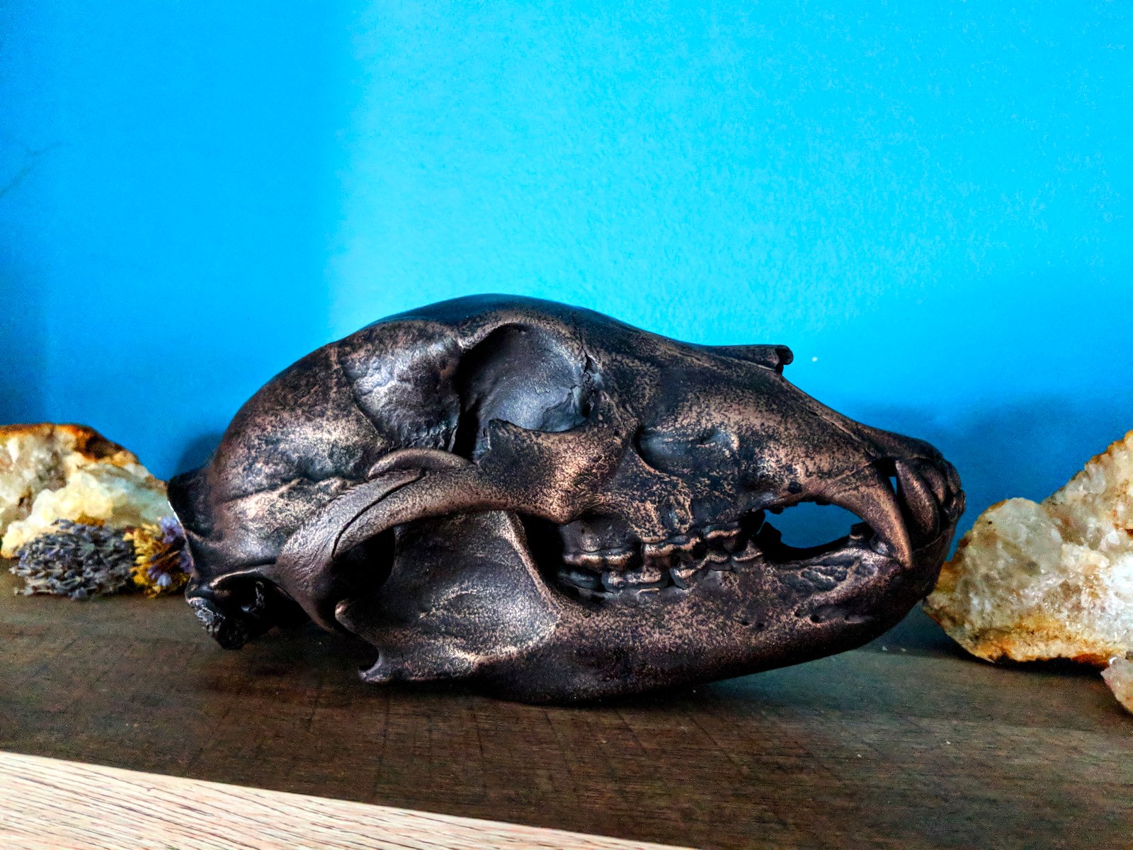 how-i-started-a-successful-side-business-cleaning-animal-skulls