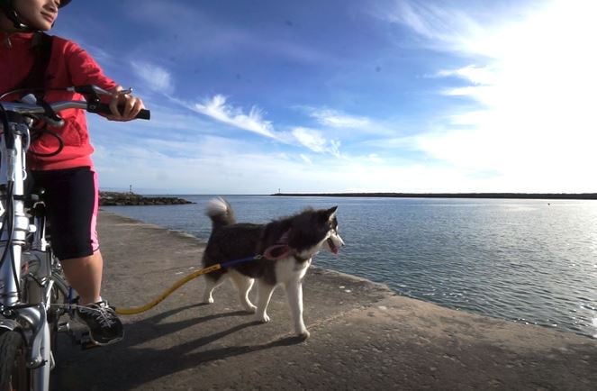 how-i-started-a-6-figures-business-selling-a-dog-accessory