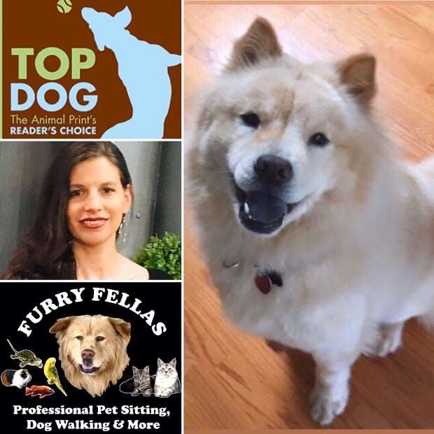 how-i-started-a-54k-month-pet-sitting-and-dog-walking-business
