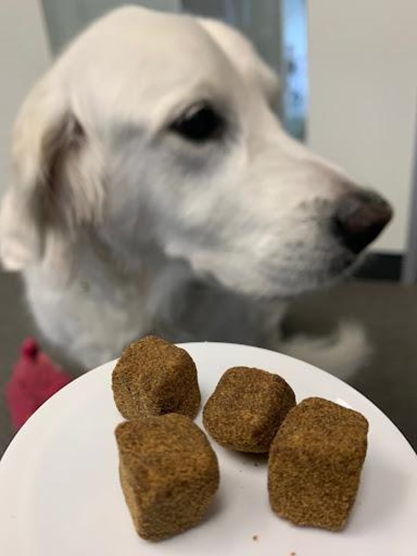 making-1m-year-with-the-cbd-treats-that-calm-my-anxious-dog