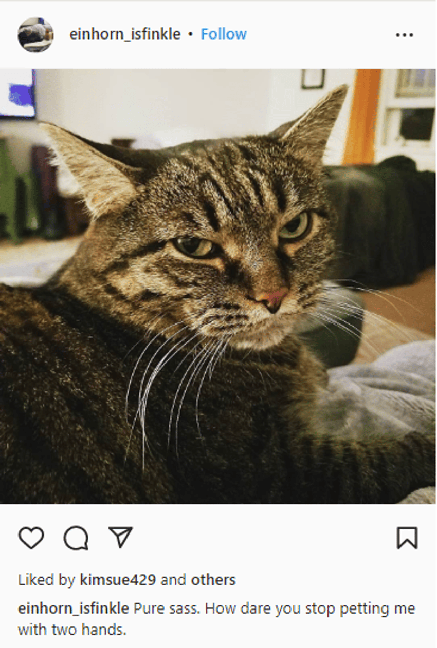 200+ Purrfect Cat Captions for Instagram (2022) Starter Story