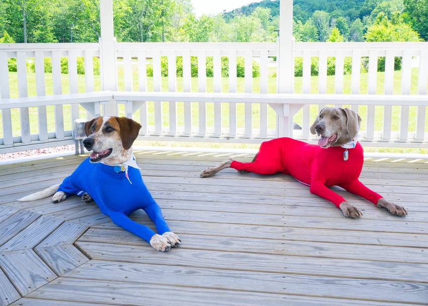 the-shed-defender-70k-per-month-selling-onesies-for-dogs