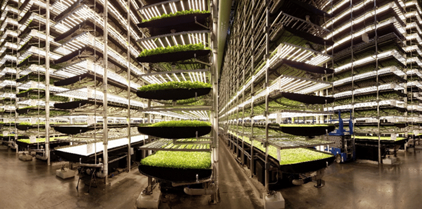 on-starting-a-vertical-farming-business