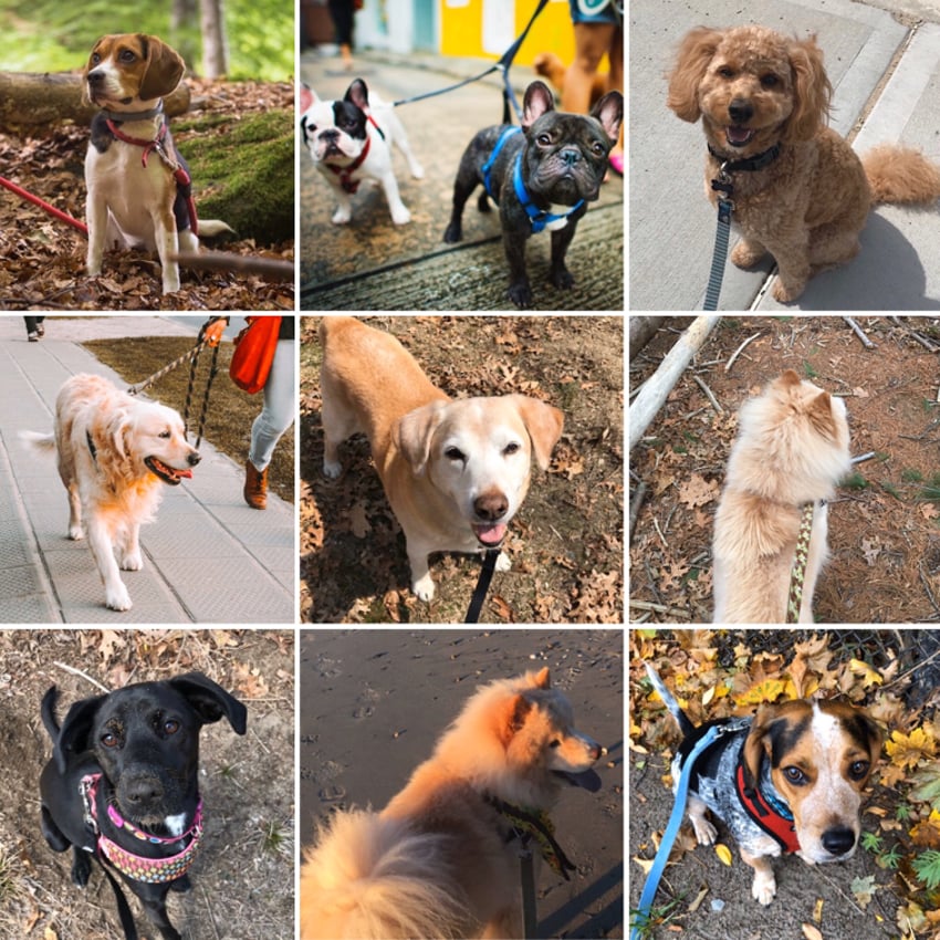 How To Start A Dog Clothing Line Starter Story