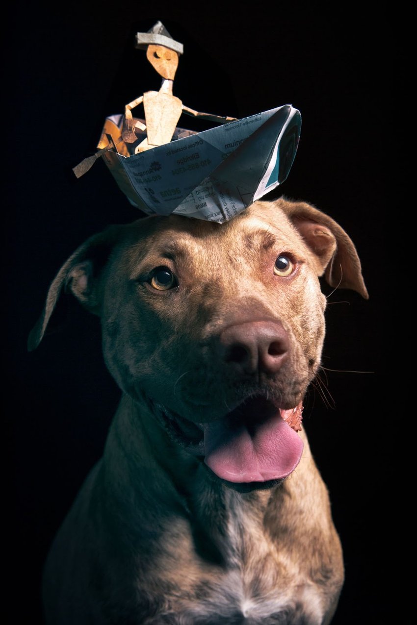 how-i-started-a-10k-month-pet-photography-studio
